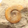 Perisphinctes sp