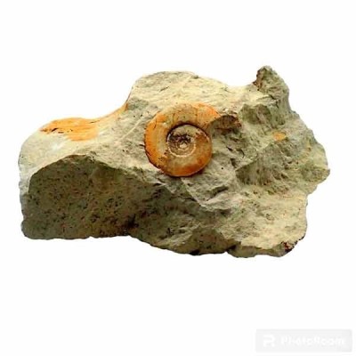Perisphinctes sp Perisphinctes sp