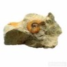  Perisphinctes sp