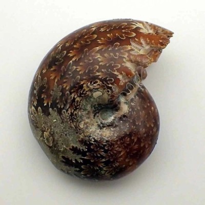 Desmoceras latidorsatum Desmoceras latidorsatum