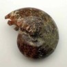  Desmoceras latidorsatum
