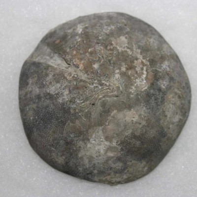 Clypeus ploti (Meurthe et Moselle) Clypeus ploti (Meurthe et Moselle)