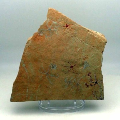 Sinosura kelheimense Sinosura kelheimense