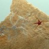  Sinosura kelheimense