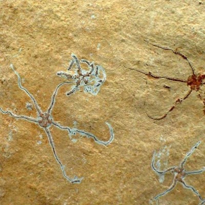 Sinosura kelheimense Sinosura kelheimense