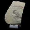 Carpopenaeus callirostris(3)