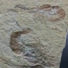  Carpopenaeus callirostris(3)