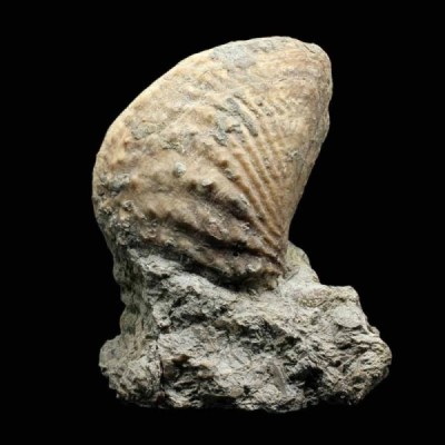 Myophorella lusitanica Myophorella lusitanica