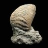Myophorella lusitanica
