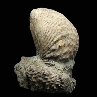 Myophorella lusitanica Myophorella lusitanica