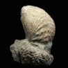  Myophorella lusitanica