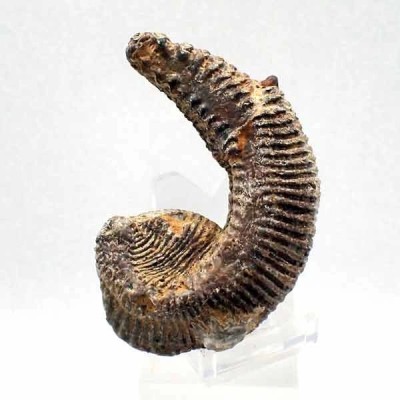 Alectryonia ungulata Alectryonia ungulata
