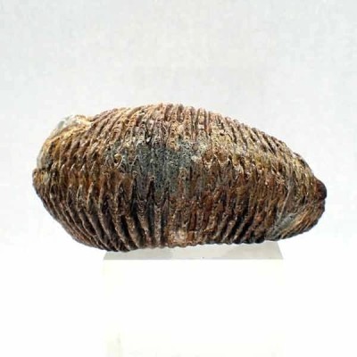 Alectryonia ungulata Alectryonia ungulata