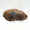  Alectryonia ungulata 