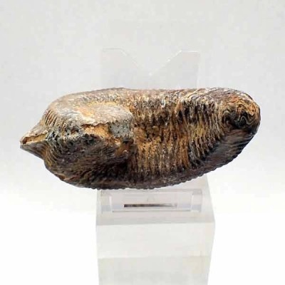 Alectryonia ungulata Alectryonia ungulata