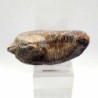  Alectryonia ungulata