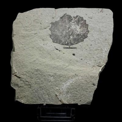 Ampelopsis hibschii Ampelopsis hibschii