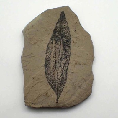 Cedrelospermum nervosum Cedrelospermum nervosum