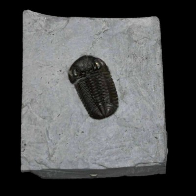 Eldredgeops rana crassituberculata Eldredgeops rana crassituberculata
