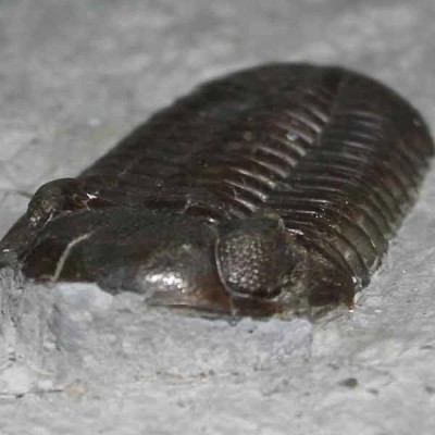 Eldredgeops rana crassituberculata Eldredgeops rana crassituberculata