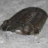  Eldredgeops rana crassituberculata