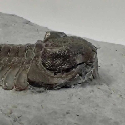 Eldredgeops rana crassituberculata Eldredgeops rana crassituberculata