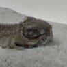  Eldredgeops rana crassituberculata
