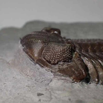 Eldredgeops rana crassituberculata Eldredgeops rana crassituberculata