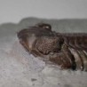  Eldredgeops rana crassituberculata