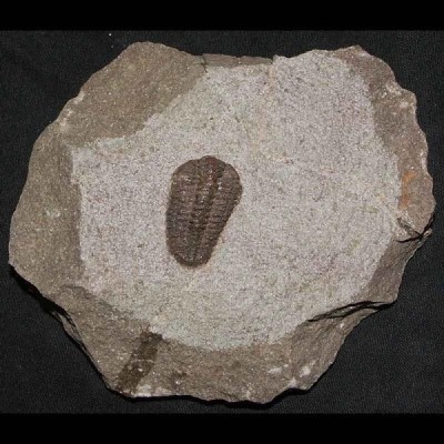Placoparia (n. sp.) Placoparia (n. sp.)
