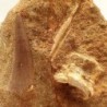  Plesiosaurus mauritanicus 