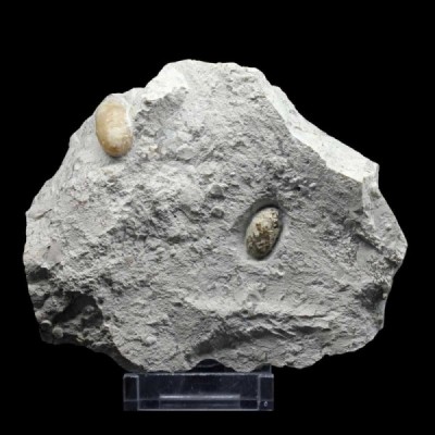Lacertilienovum major Lacertilienovum major