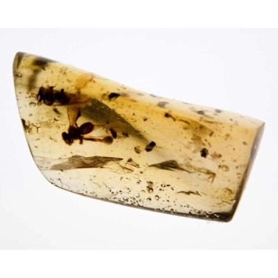 Insectos varios