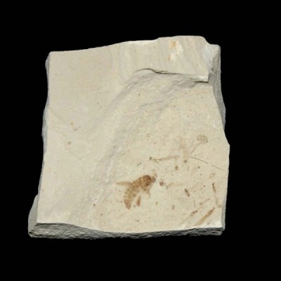 Pronemobius smithii (grillo) Pronemobius smithii (grillo)