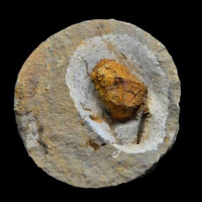 Macrocystella bohemica Macrocystella bohemica