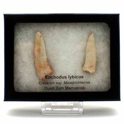 Enchodus lybicus Enchodus lybicus
