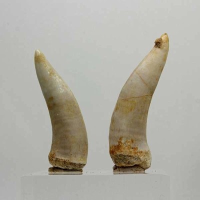 Enchodus lybicus Enchodus lybicus