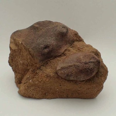 Trigonocarpus n. sp. Trigonocarpus n. sp.