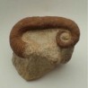 Acrioceras tabarelli