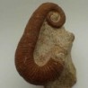  Acrioceras tabarelli