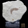 Dusa monocera