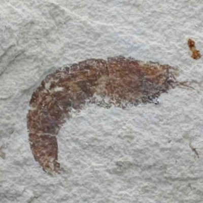 Dusa monocera Dusa monocera
