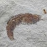  Dusa monocera