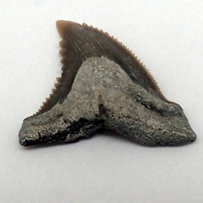 Hemipristis serra Hemipristis serra