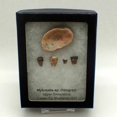 Myliobatis sp. Myliobatis sp.