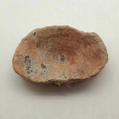 Myliobatis sp. Myliobatis sp.