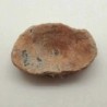  Myliobatis sp.