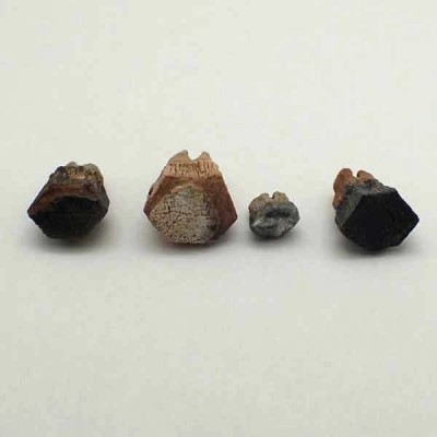 Myliobatis sp. Myliobatis sp.