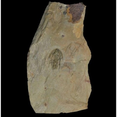 Olenellus (Paedeumias) terminatus Olenellus (Paedeumias) terminatus