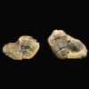 Diacalymene ouzregui